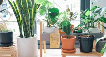 Le migliori piante da appartamento per abbellire e purificare la casa