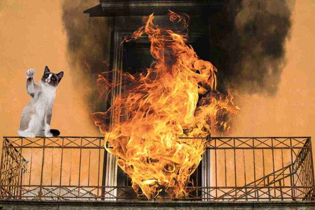Roma, uomo incendia casa per vendetta: arrestato 53enne. Dà fuoco alla casa dopo la scomparsa del gatto: arrestato a Roma. Vendetta estrema: 53enne incendia casa dopo la perdita del gatto. Panico a Roma, uomo appicca incendio per un gatto scomparso. 