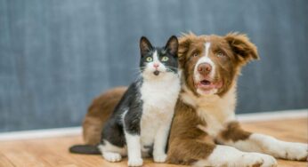 Cani e gatti: differenze e vantaggi nella scelta