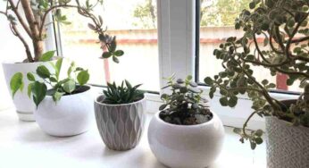 Uomini e donne: la passione per le piante in casa